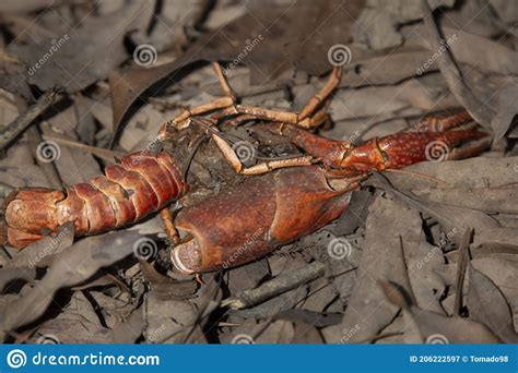 Crawfish Shell On The Ground Stock Image Image Of Freshwater