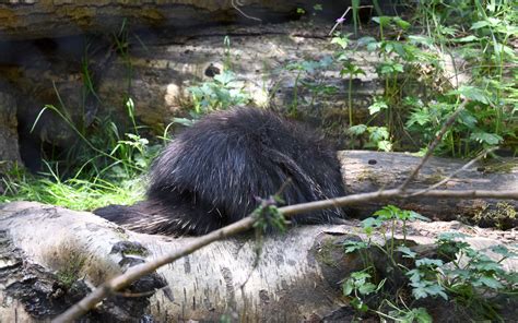 Animals in Seattle Woodland Park Zoo - Animals