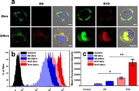 Cell Uptake Of Fitc Labeled K And K Upon Incubation With Hela Cells