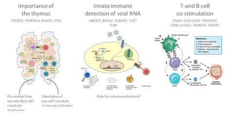 Genetics Of Complex Immune Related Diseases Multifactorial Disease