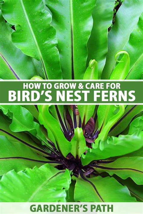 How To Grow And Care For Birds Nest Ferns Gardeners Path