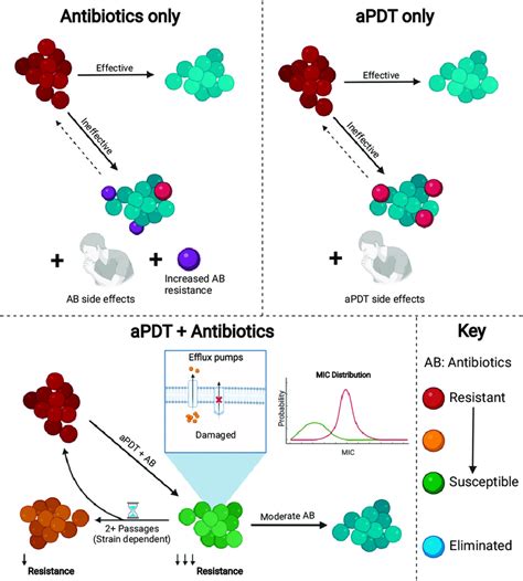 Schematic Representation Of Single And Combined Antibiotic And Apdt