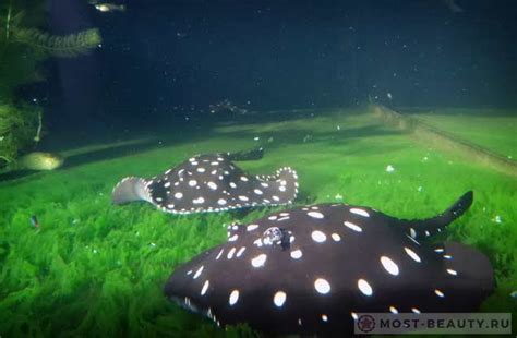 Самые красивые аквариумные рыбки: описание и Фото