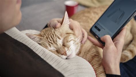 Il Gatto Dorme Sopra Di Te Ecco Cosa Vuole Dirti La Stampa