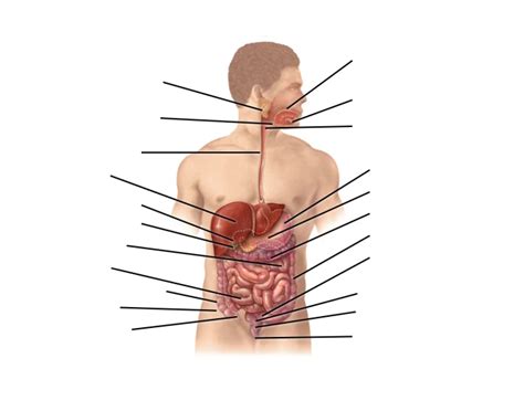 Gastrointestinal System Diagram Quiz