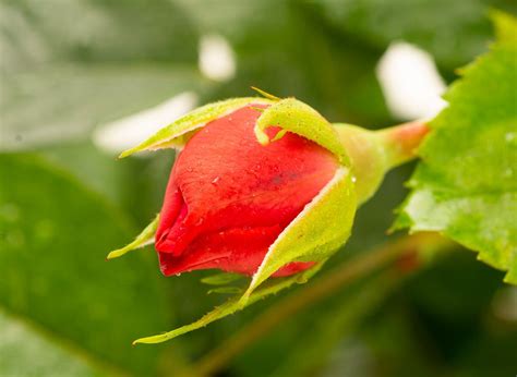 Rose Rosanna® - Rosa Rosanna® günstig kaufen