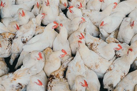 The Threat And Opportunity Of Bird Flu Asian Development Blog