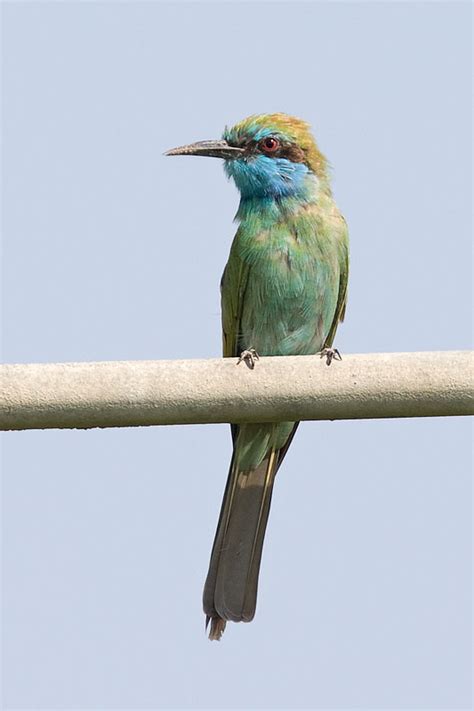 Arabian Green Bee Eater Merops Cyanophrys Little Green Bee Eater Green