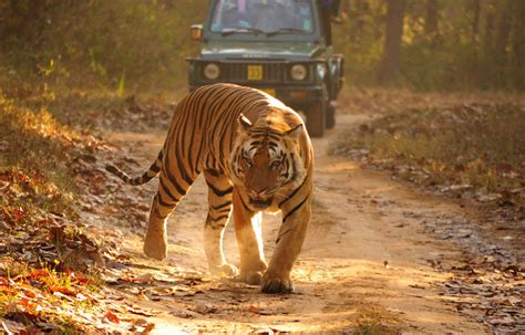 Golden Triangle Tour With Ranthambore | 8 Days Delhi Agra Jaipur ...