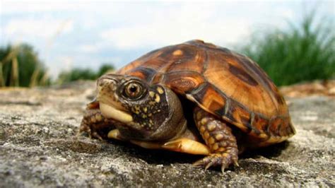 How to Take Care of a Pet Turtle - Howcast