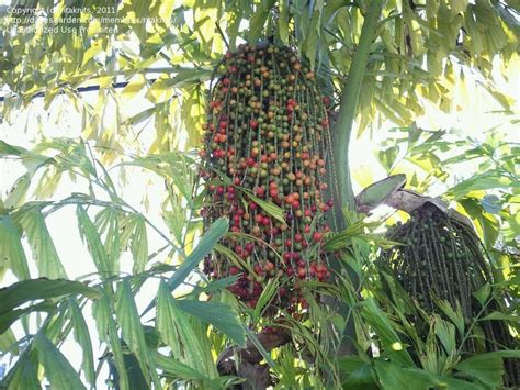 Plantfiles Pictures Fishtail Palm Clustered Fishtail Palm Caryota