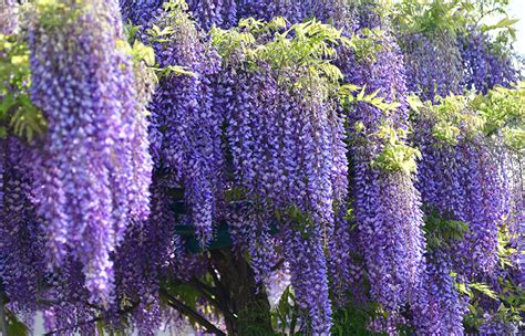 Japanese Wisteria | San Diego Zoo Animals & Plants