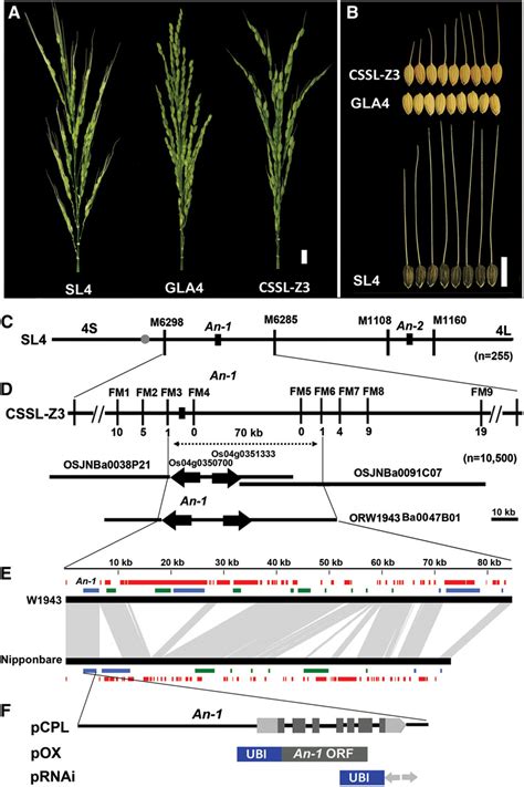 Map Based Cloning And Identification Of An 1 Download Scientific Diagram