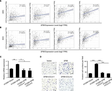 Frontiers Spi B Promotes The Recruitment Of Tumor Associated