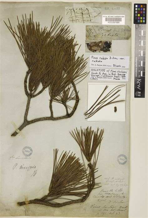 Pinus Radiata