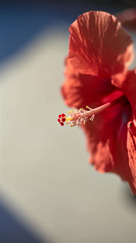 Red Hibiscus · Free Stock Photo