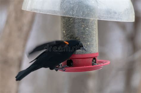 Red Winged Blackbird Agelaius Phoeniceus Stock Photo Image Of