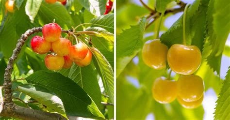 Rainier Cherries Growing Guide Everything To Know