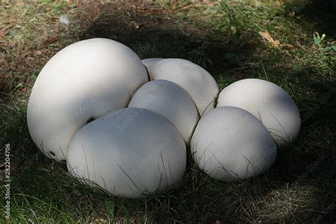 Calvatia Gigantea Commonly Known As The Giant Puffball Growing Wild