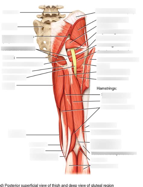 Diagram Muscles Of The Femur Diagram Quizlet