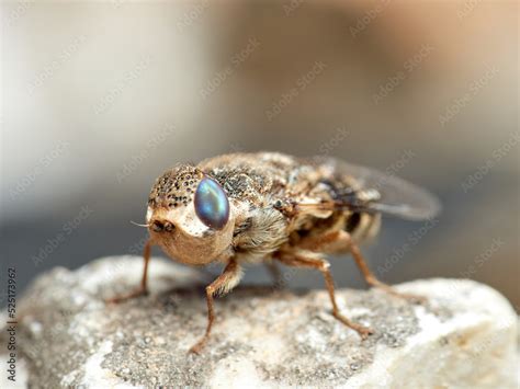 Sheep Fly Oestrus Ovis Stock Photo Adobe Stock