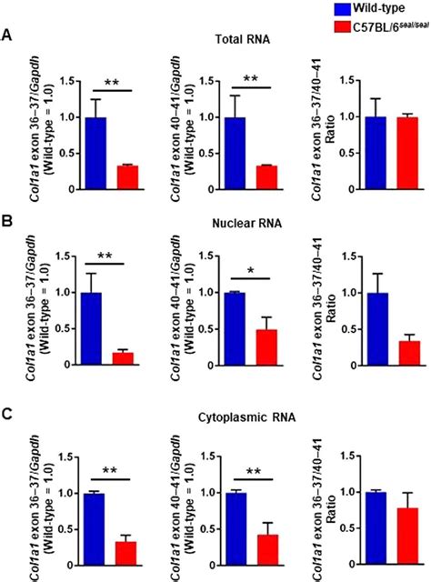 Reduced Type I Collagen Gene Expression In Seal Mice Col A Gene