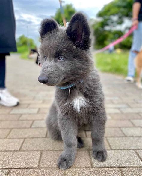 Blue Bay Shepherd: Is This Wolf-looking Canine Worth Buying?