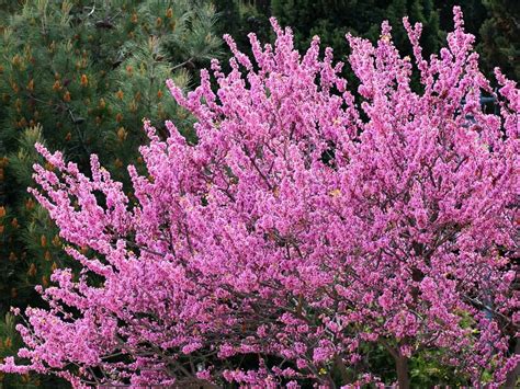 17 Dwarf Trees That Are Perfect For Small Spaces Blühende Bäume