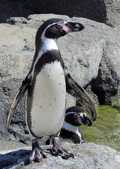 Pin By B Rbara Paz Cantarero On Pinguino De Humboldt Penguins Cute