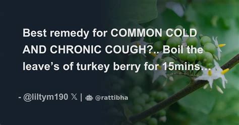 Best Remedy For Common Cold And Chronic Cough Boil The Leave’s Of Turkey Berry For 15mins And