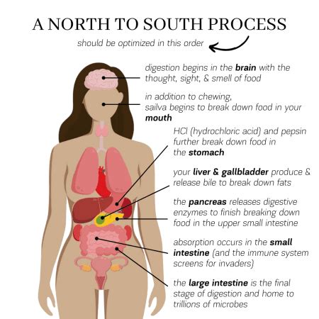 The Number One Thing You Need To Know About Digestive Issues Fit