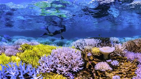 Chasing Coral Il Documentario Sui Coralli Che Ci Fa Sentire Coinvolti