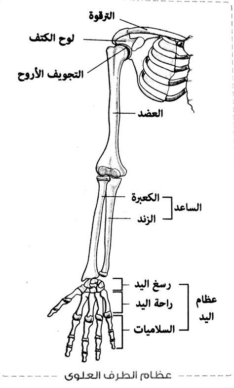 الهيكل العظمي الهيكل الطرفيلطلاب الثانوية العامة جريدة الديوان