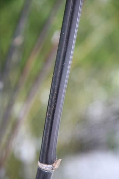 Buy Black Bamboo Phyllostachys Nigra Delivery By Waitrose Garden