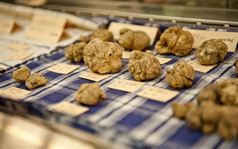 Il Tartufo Bianco D Alba Tutto Ci Che Devi Sapere Per Acquistarlo