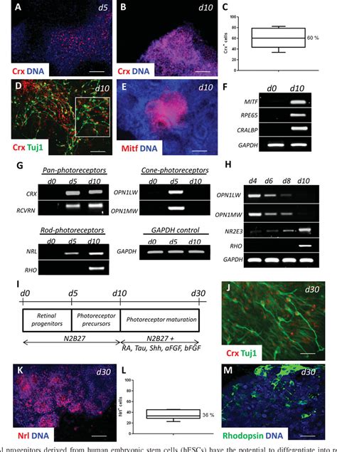 Figure 2 From Embryonic Stem Cells Induced Pluripotent Stem Cells Brief Report Self Organizing