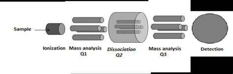 Schematic Of A Triple Quadrupole Tandem Mass Spectrometer Download Scientific Diagram