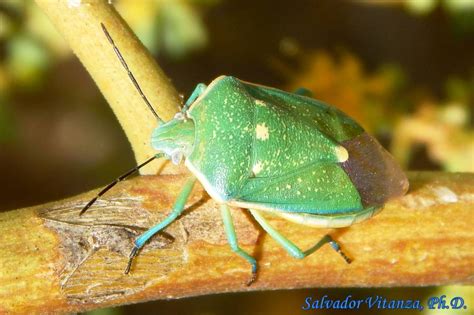 Hemiptera-Heteroptera-Pentatomidae-Chlorochroa sayi-Say's Stink Bug (B ...