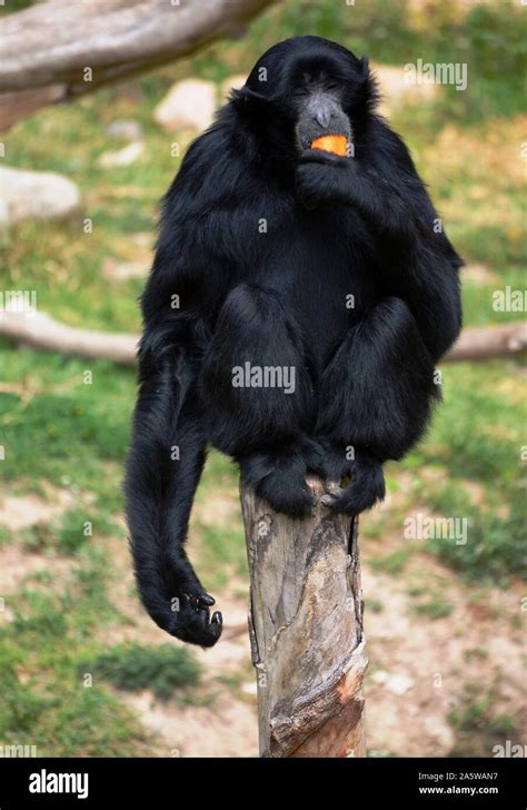 a black monkey eating an orange Stock Photo - Alamy