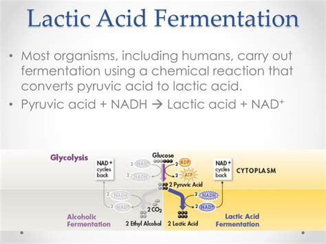 Lactic Acid Fermentation Ppt