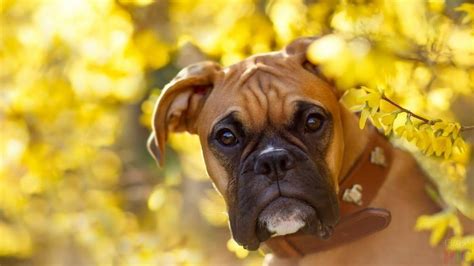 14 Interesting Facts About Boxer Dogs | Pet Reader