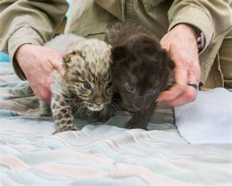 The rare Amur leopard cubs born at the Beardsley Zoo are ready to meet you!