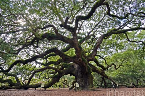 Incredible 1 400 Year Old Angel Oak Tree Is The Oldest East Of The