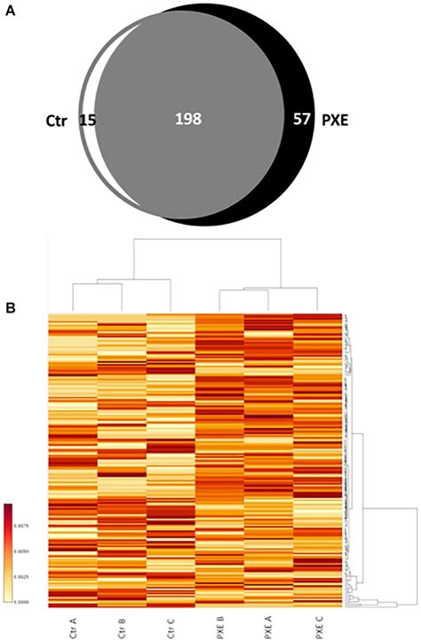 Frontiers Relationship Between Mitochondrial Structure And