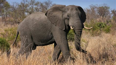 S Dafrika Elefanten Trampeln Wilderer Im Kr Ger Nationalpark Zu Tode