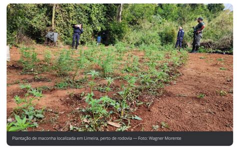 Gcm De Limeira Localiza Planta O De Maconha Em Canavial No Ab Lio Pedro