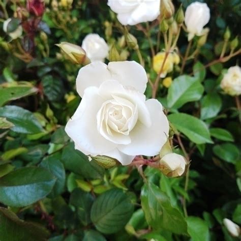 Rosa Trepadora Comprar En Vivero Mario