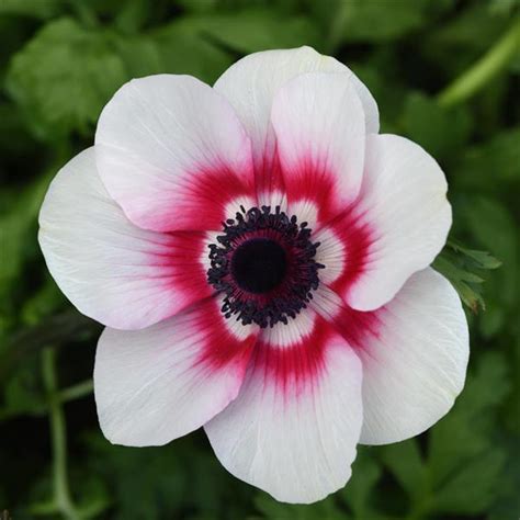 Anemone Coronaria Mona Lisa Red Bicolor Muller Seeds