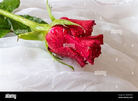 Red Rose With Water Droplets White Background Stock Photo Alamy