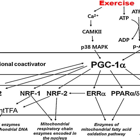 Pdf Exercise Induced Pgc Transcriptional Factors In Skeletal Muscle